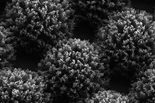 资阳资阳蔡司显微镜